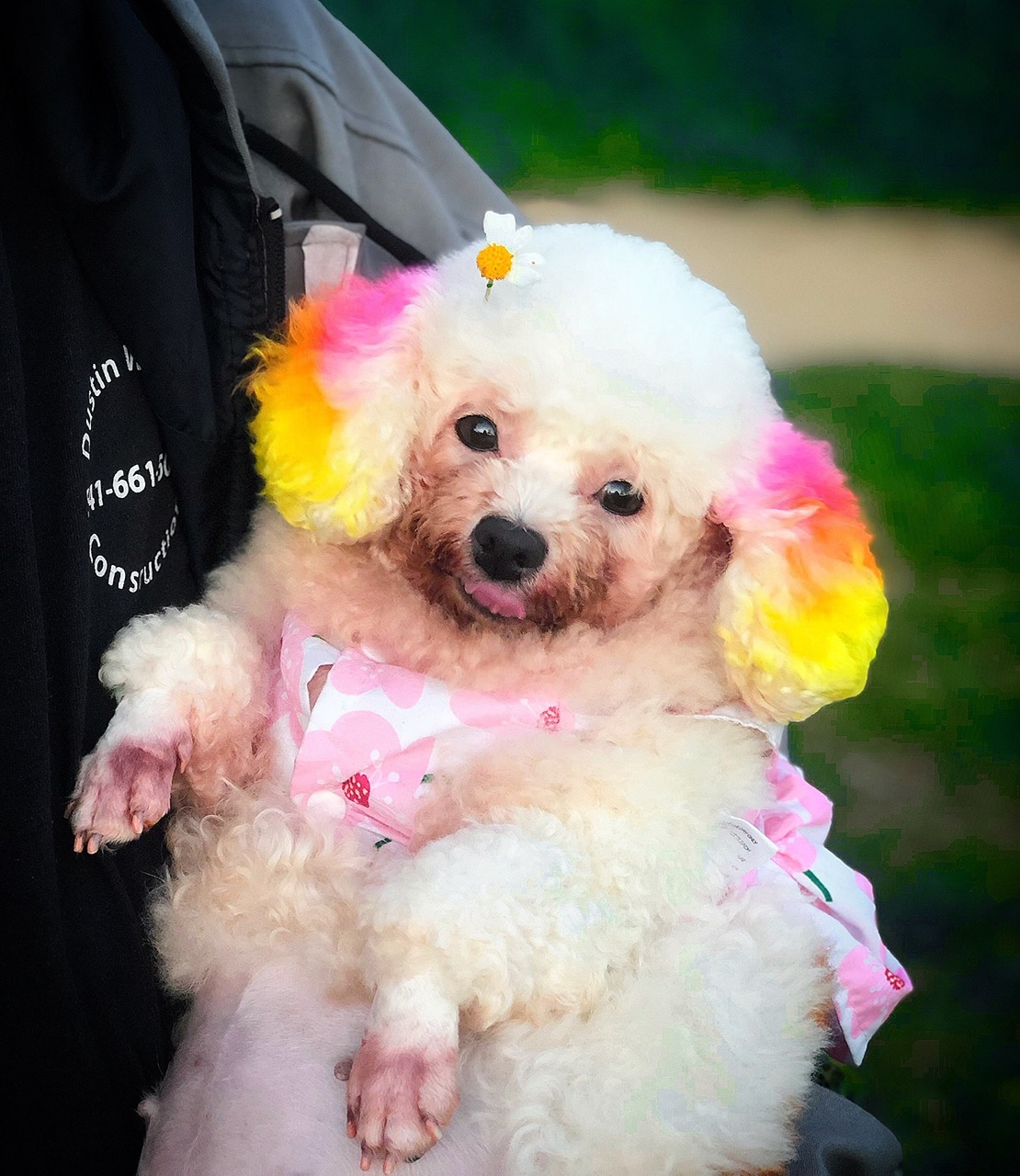 Có nên nhuộm lông cho chó không?