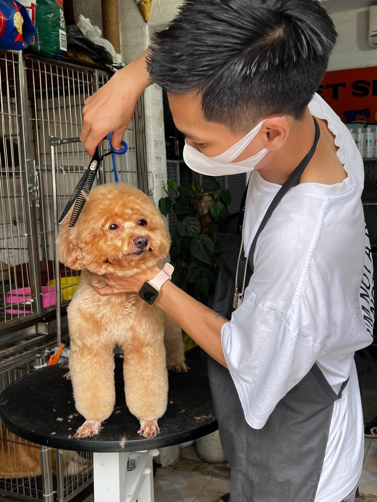Cắt tỉa thú cưng