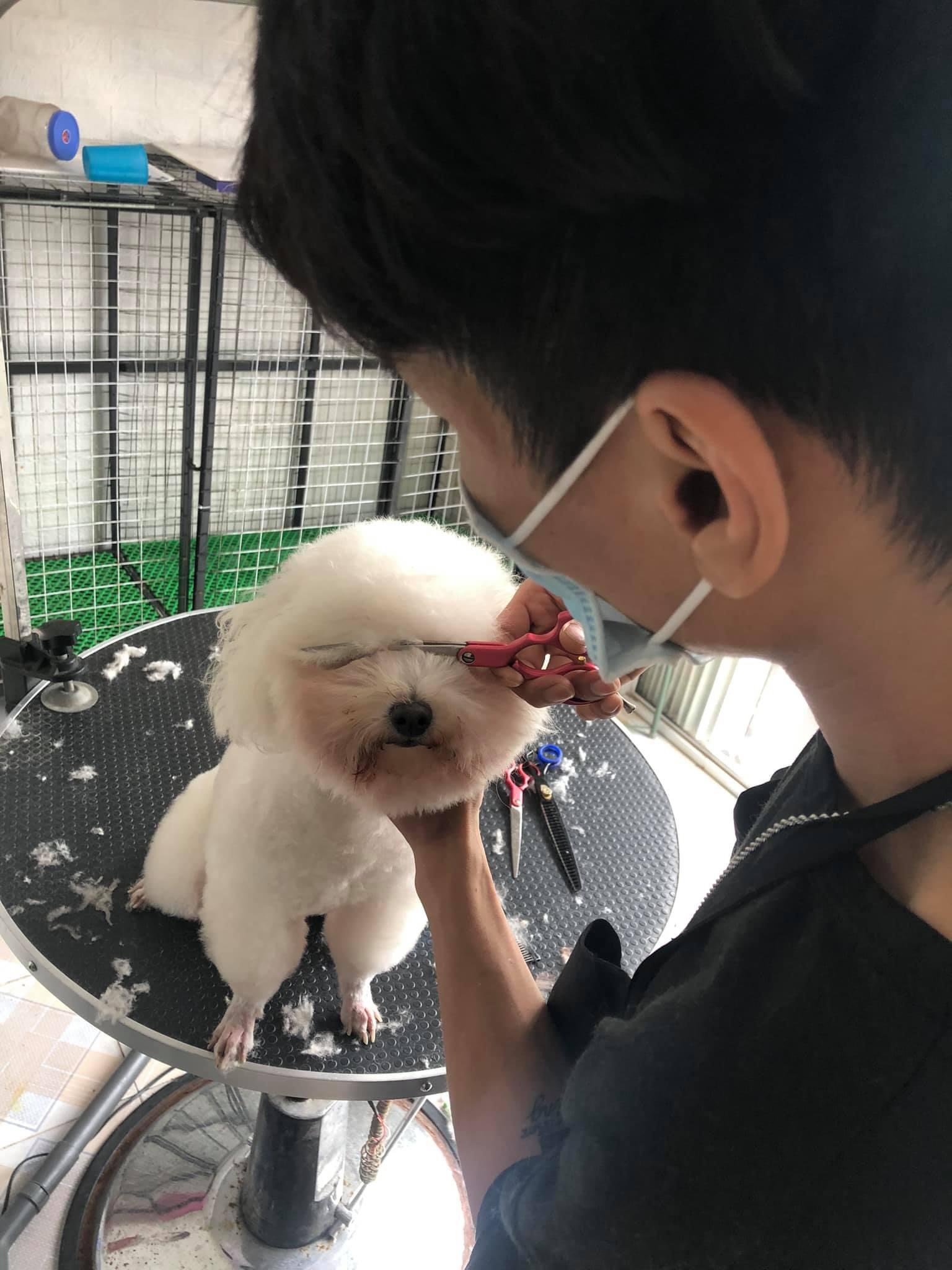 Cạo lông thú cưng