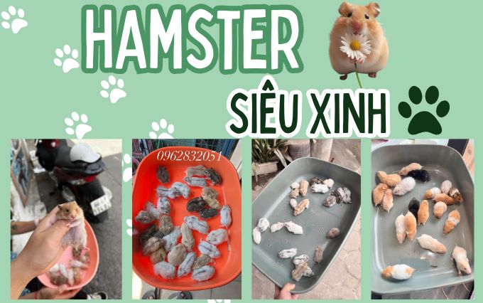 CHUYÊN PHỤ KIỆN CHO CHÓ MÈO