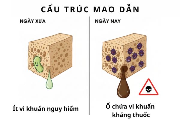 Cấu trúc mao dẫn của tăm tre tích tụ dịch bẩn và vi khuẩn gây nhiễm trùng lỗ ok365 đăng nhập.