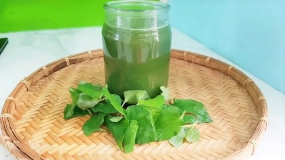 Cách giảm mụn nội tiết bằng rau diếp cá 