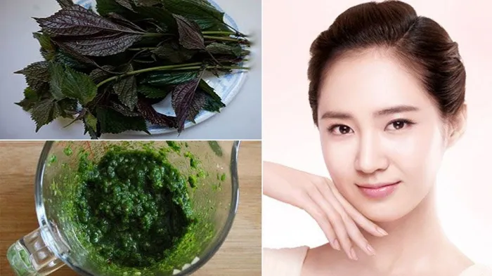 Trị mụn viêm đỏ không nhân bằng lá tía tô hiệu quả