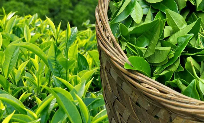 Cách trị mụn viêm ở má tại nhà hiệu quả từ trà xanh