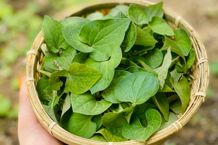 Rau diếp cá là cách trị thâm mụn nặng hữu hiệu