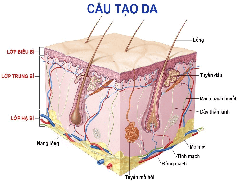 Tắc nghẽn nang lông là nguyên nhân chính phổ biến gây ra mụn ẩn