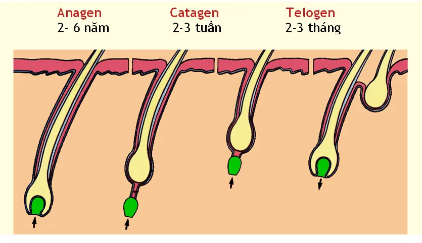Các giai đoạn phát triển của tóc
