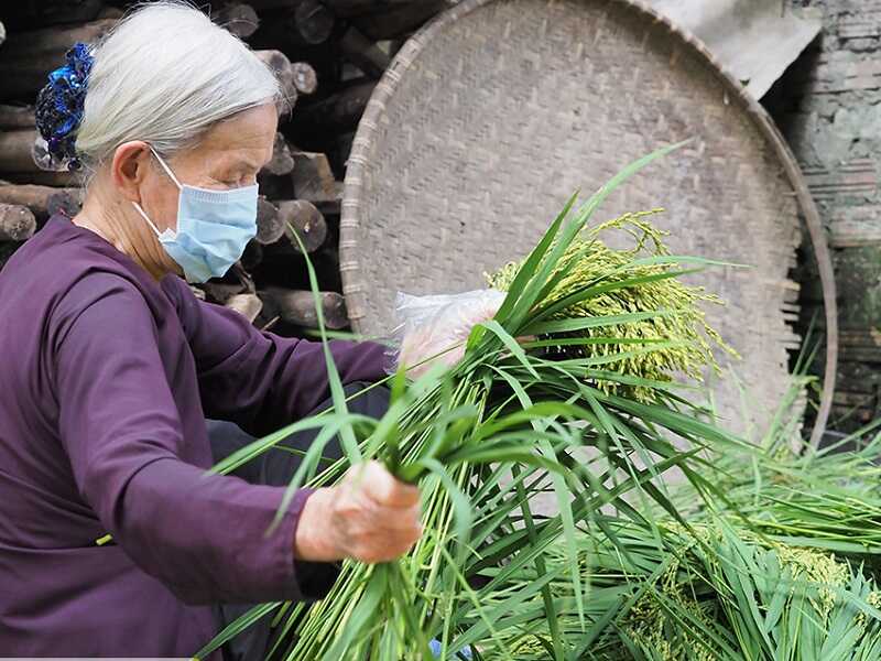 Bà cụ nhặt lúa cốm