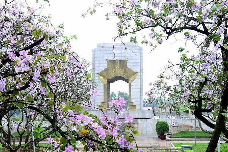 Hoa ban tím hồng