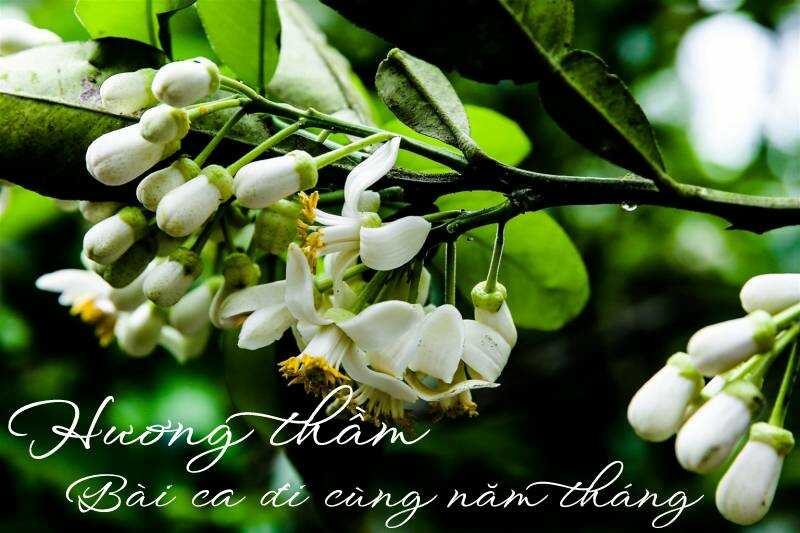 Hoa bưởi tháng ba