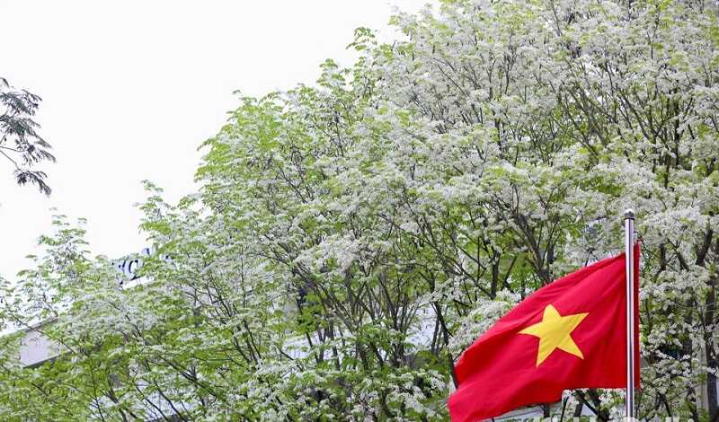 Hoa sưa trắng