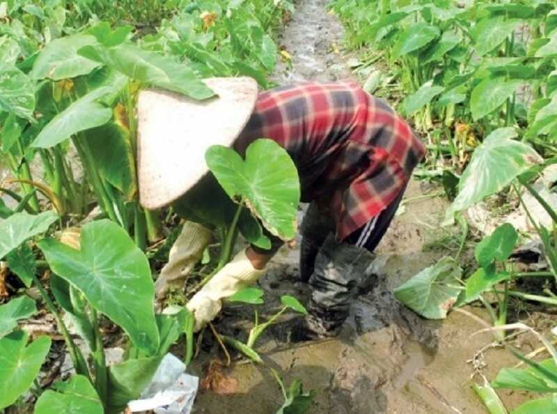 Mẹ tôi hái ngó khoai
