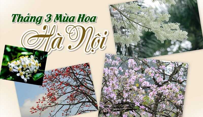 Những mùa hoa tháng ba Hà Nội