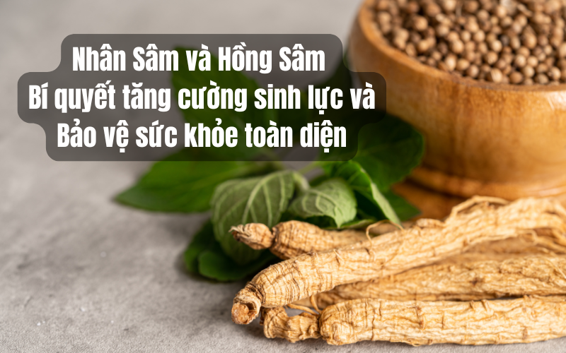 Nhân Sâm và Hồng Sâm – Bí quyết tăng cường sinh lực và bảo vệ sức khỏe toàn diện