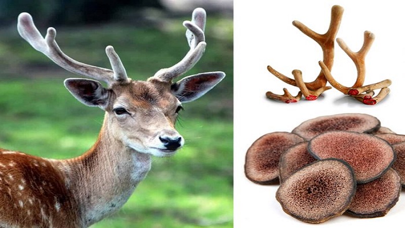 NHUNG HƯƠU VÀ LINH CHI TRONG Y HỌC HÀN QUỐC