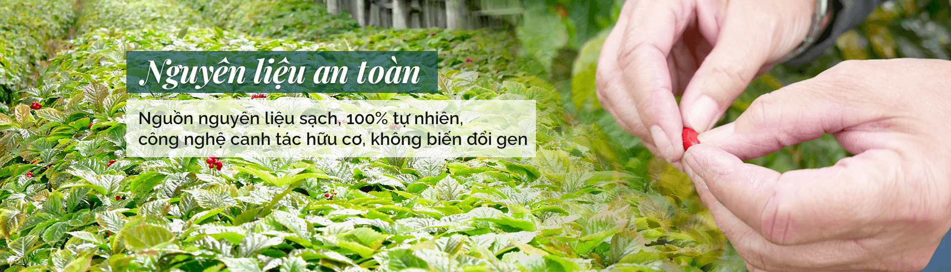 Nguyên liệu an toàn