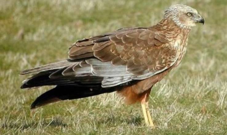 rare-bird22