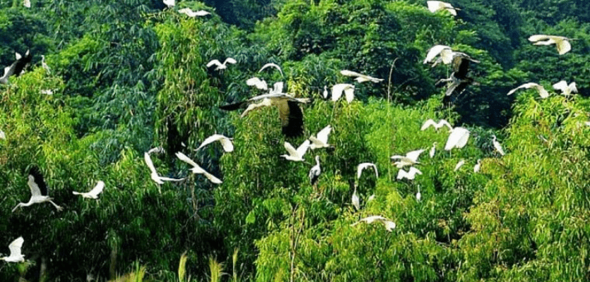 bird-valley