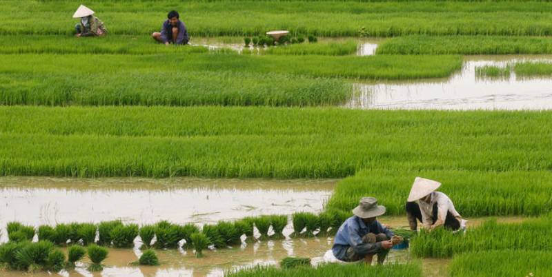 rice-field-rt=travel