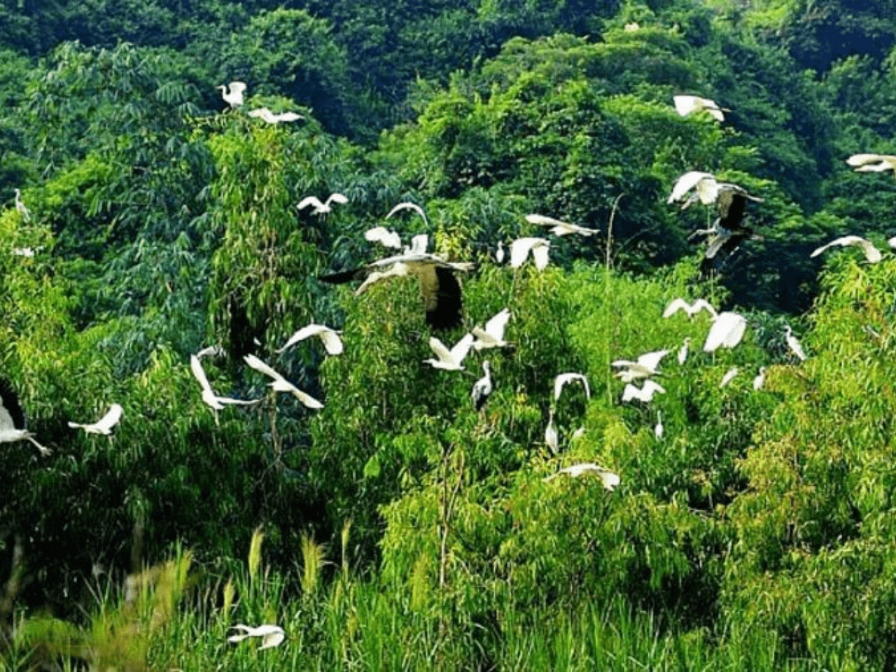 Best Hanoi Ninh Binh  bird valley ( Thung Chim)