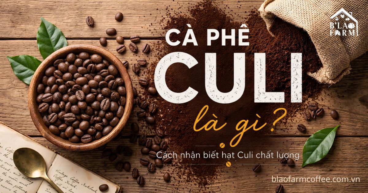 Cà phê Culi là gì? Đặc điểm, hương vị và cách chọn hạt Culi chất lượng