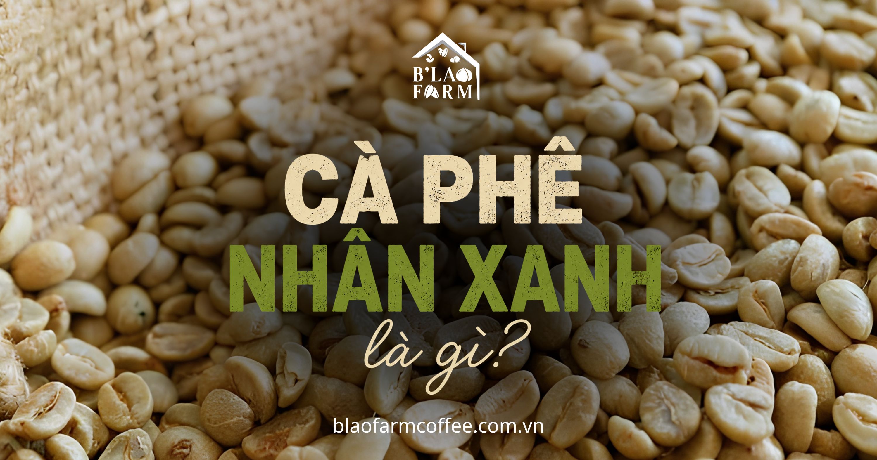 Cà phê nhân xanh là gì? Các phương pháp chế biến và tiêu chí đánh giá
