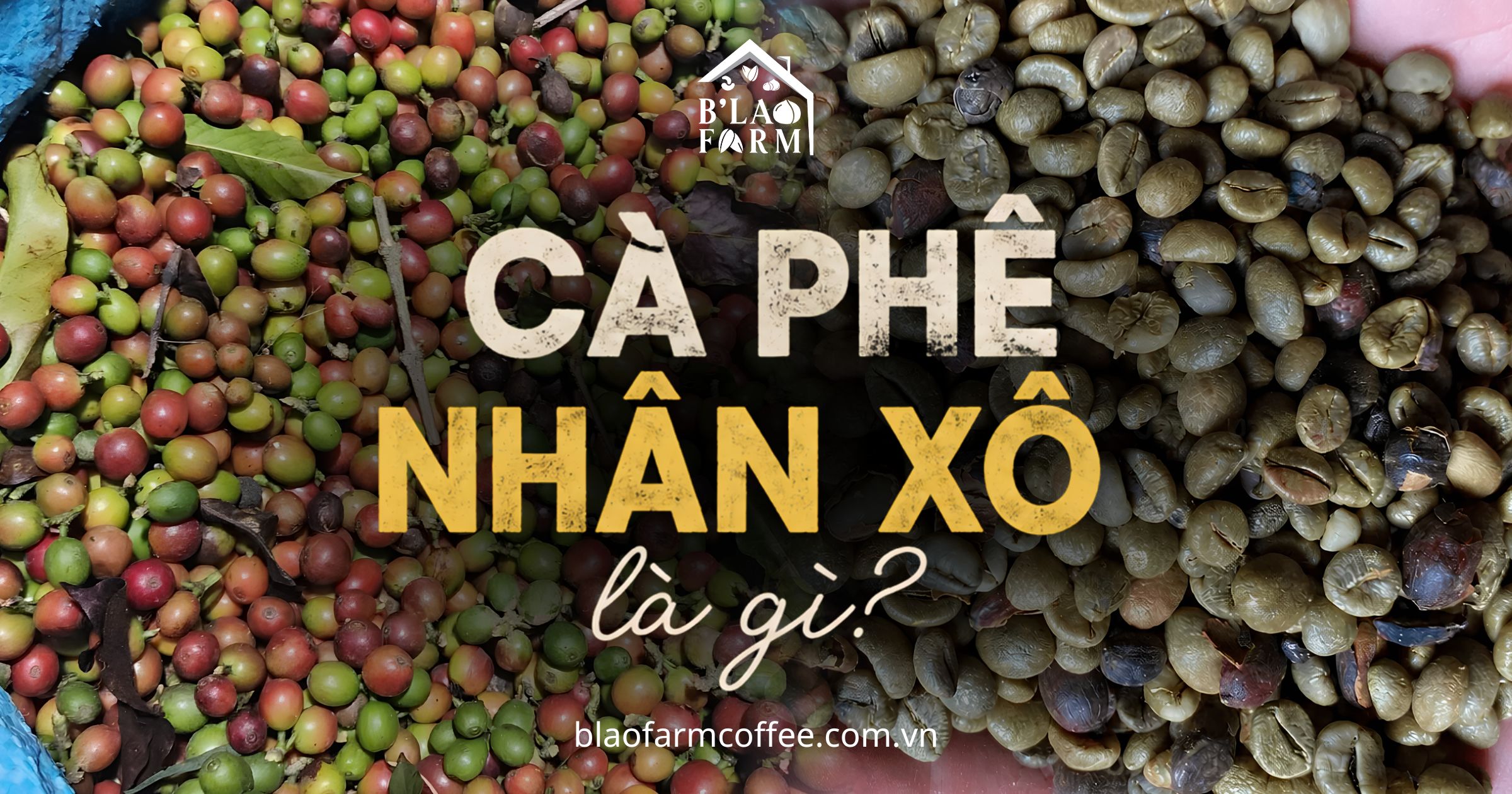 Cà phê nhân xô (cà phê xô) là gì? Những điều cần biết trước khi mua cà phê xô