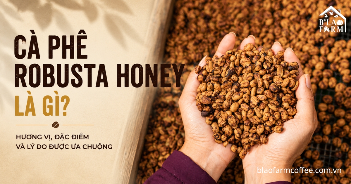 Cà phê Robusta Honey là gì? Khám phá Honey Process và lý do được ưa chuộng