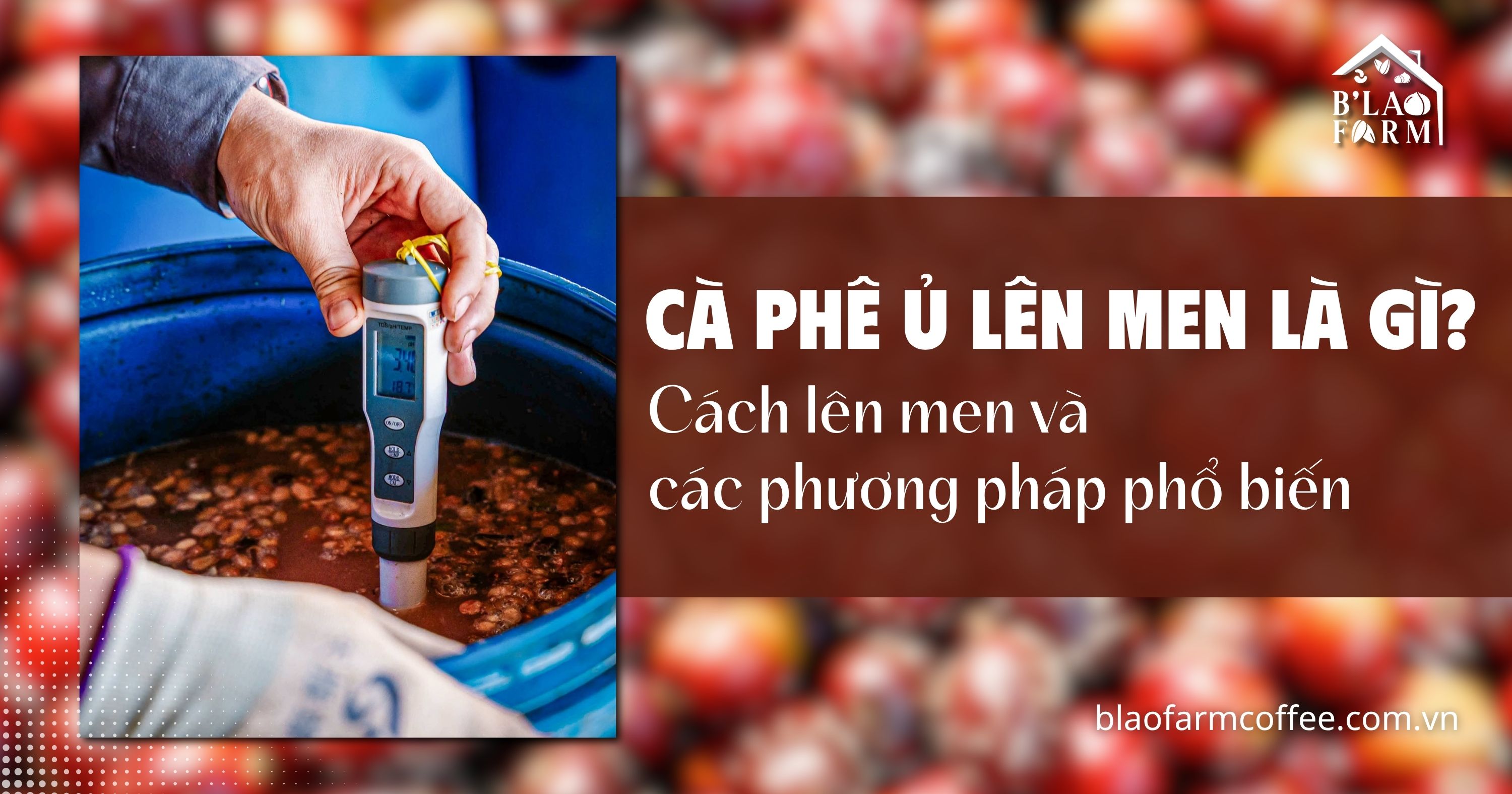 Cà phê ủ lên men là gì? Cách lên men & các phương pháp phổ biến