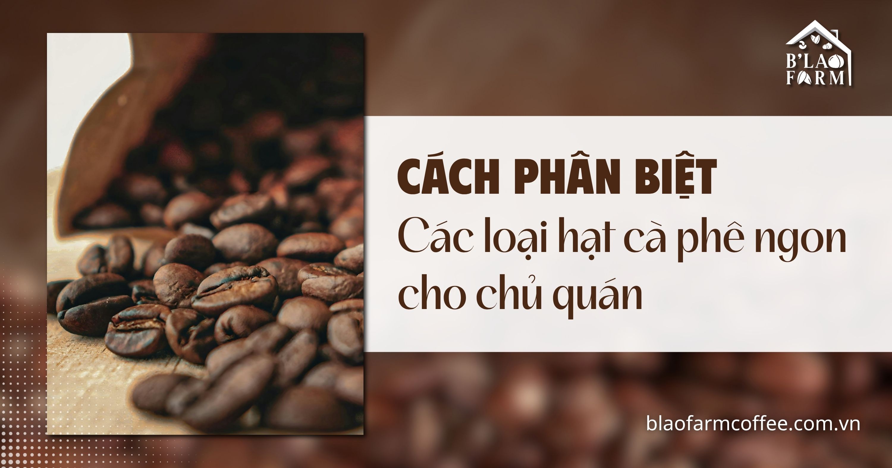 Cách phân biệt các loại hạt cà phê ngon cho chủ quán