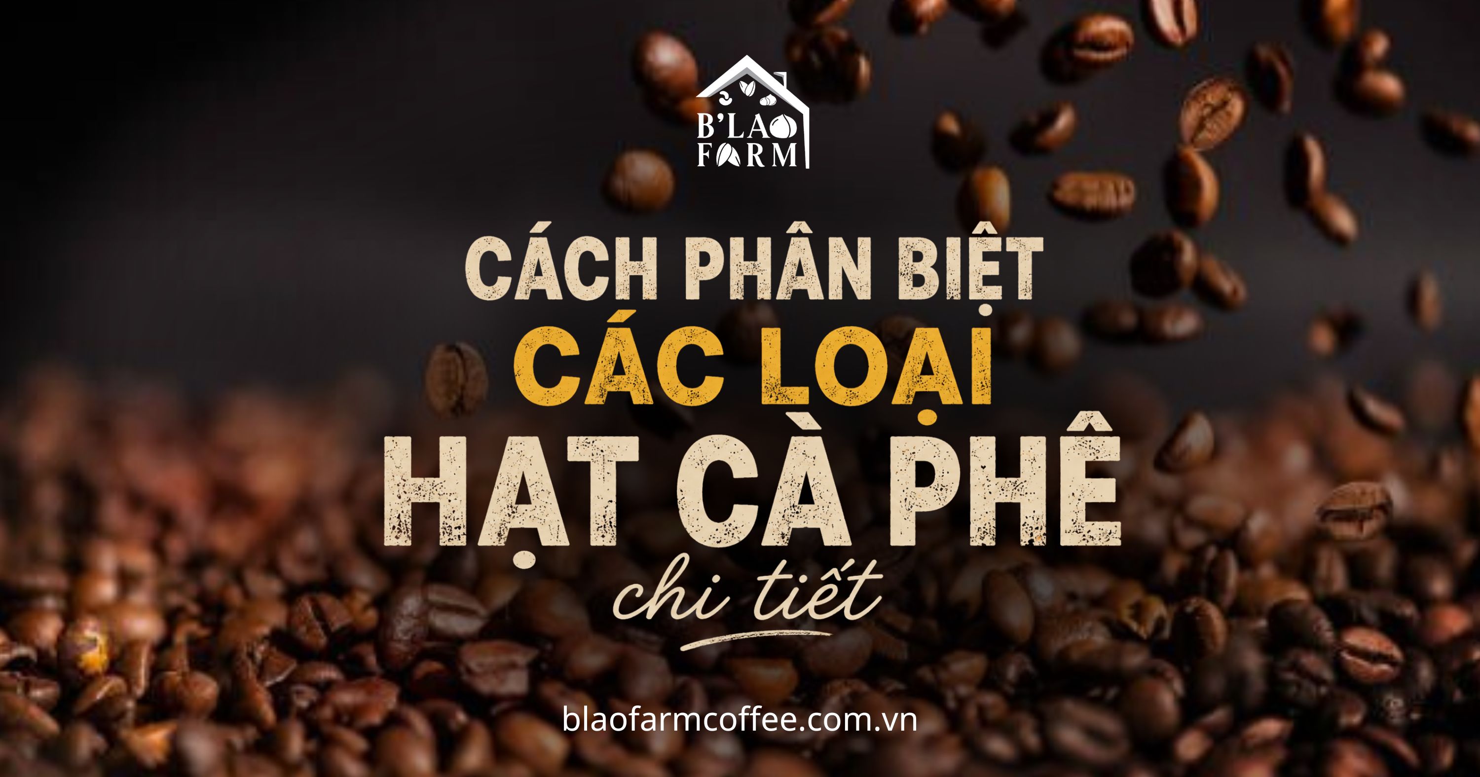 Cách phân biệt các loại hạt cà phê: Đặc điểm và cách nhận biết chi tiết