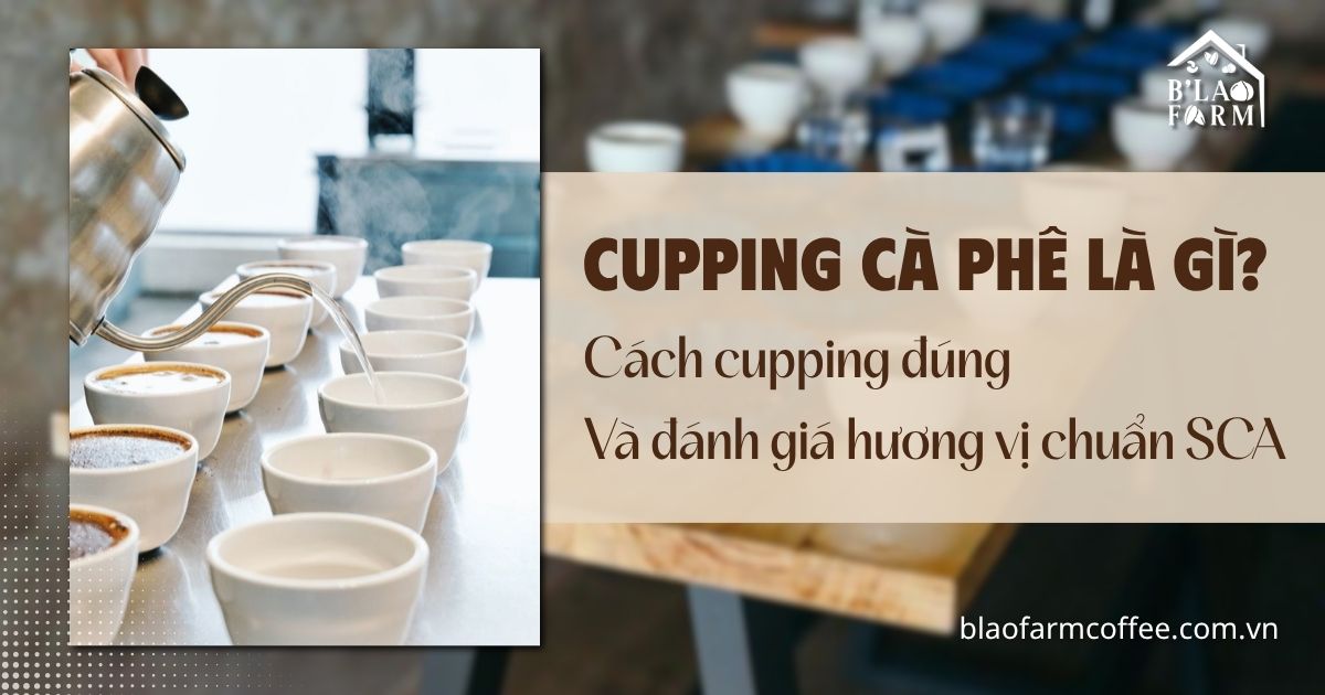 Cupping cà phê là gì? Cách cupping và đánh giá hương vị chuẩn SCA