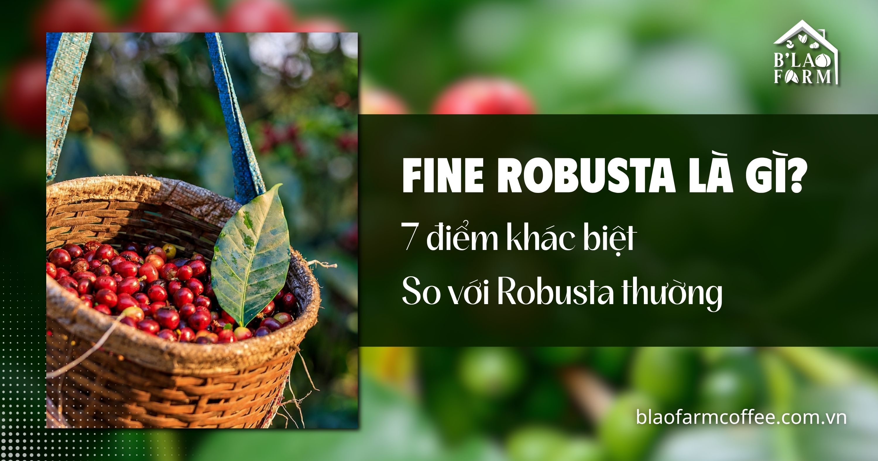 Fine Robusta là gì? 7 điểm khác biệt so với Robusta thường