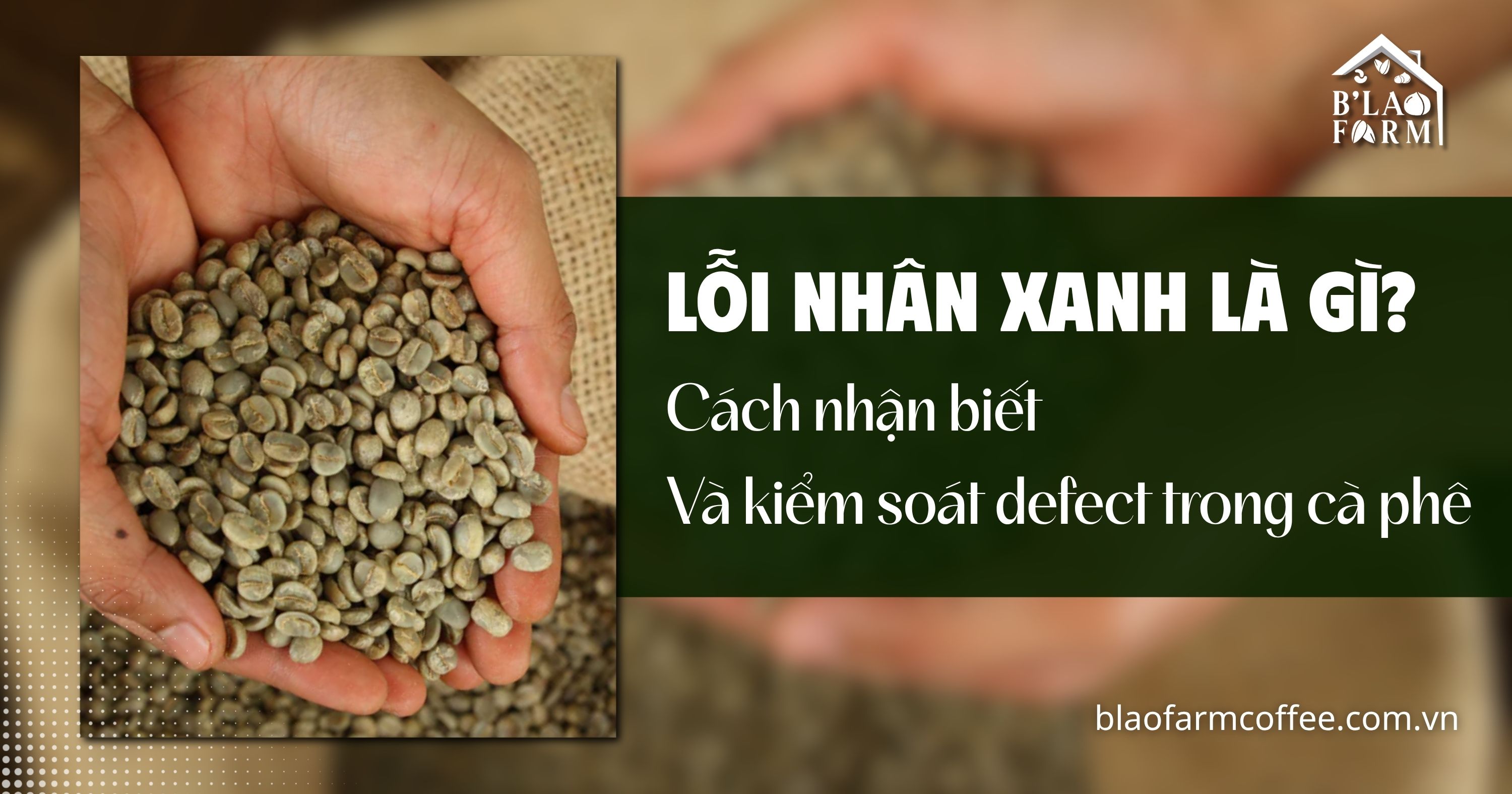 Lỗi nhân xanh là gì? Cách nhận biết và kiểm soát defect trong cà phê