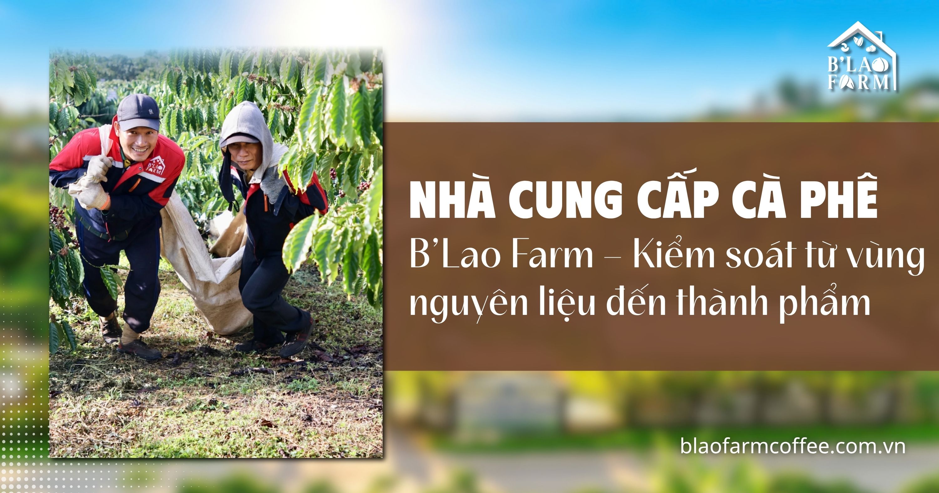 Nhà cung cấp cà phê B’Lao Farm – Kiểm soát từ vùng nguyên liệu đến thành phẩm