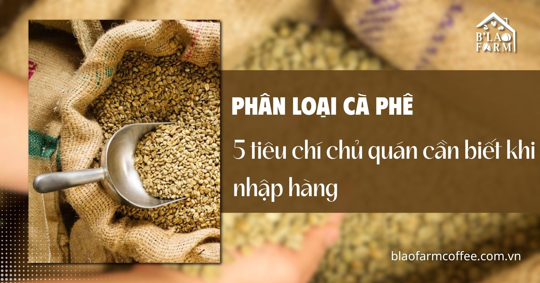 Phân loại cà phê: 5 tiêu chí chủ quán cần biết khi nhập hàng