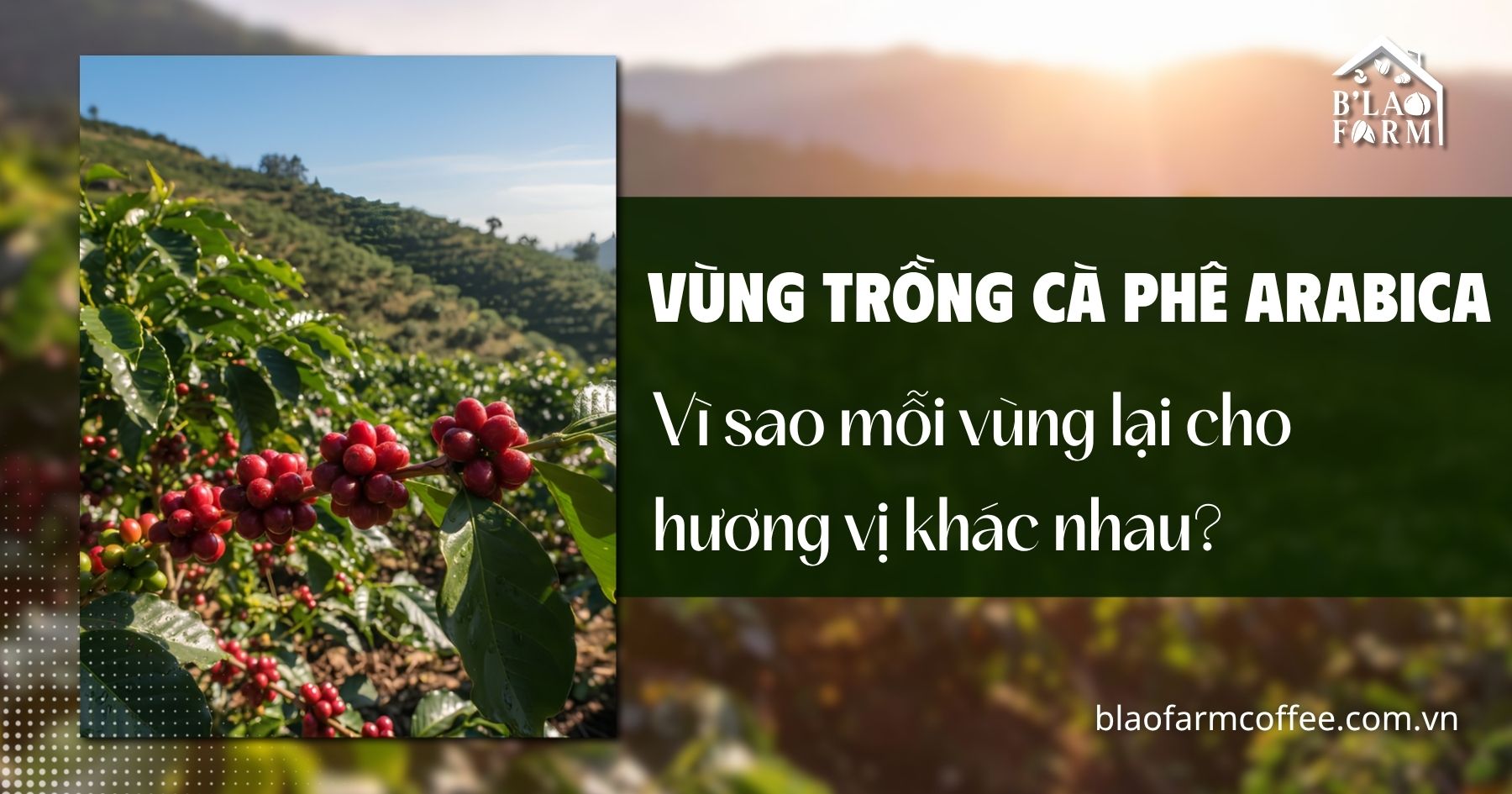 Vùng trồng cà phê Arabica: Vì sao mỗi vùng lại cho hương vị khác nhau?