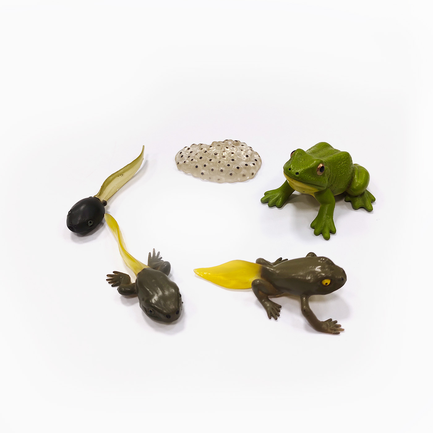 Mô hình vòng đời của ếch