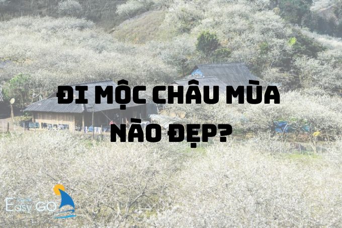 Đi Mộc Châu mùa nào đẹp nhất? Kinh nghiệm du lịch Mộc Châu theo mùa?