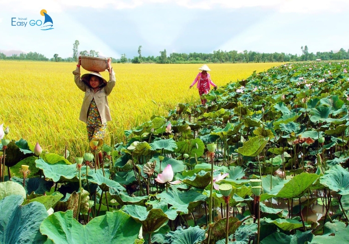 Đồng Tháp