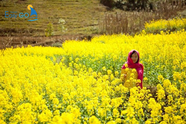 Hà Giang Mùa Nào Đẹp? Khám Phá Kinh Nghiệm Du Lịch Hà Giang Theo Mùa