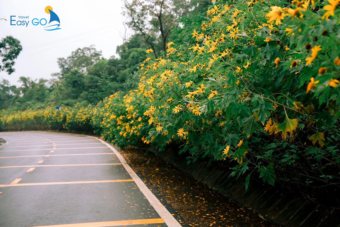 Hoa dã quỳ nở dọc hai bên đường lên núi Ba Vì