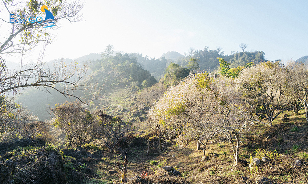 Hoa mơ trắng Mộc Châu