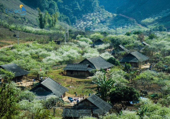 Mộc Châu