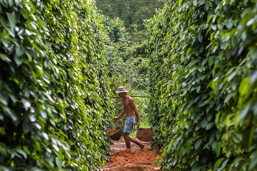 TOUR DU LỊCH HÀ NỘI – PHÚ QUỐC 3 NGÀY 2 ĐÊM