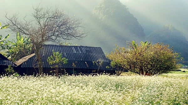 TOUR DU LỊCH MỘC CHÂU TRỌN GÓI 2 NGÀY 1 ĐÊM TỪ HÀ NỘI