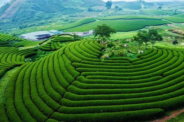 Tour Du Lịch Mộc Châu 2 Ngày 1 Đêm - Tour Nổi Bật Năm 2024