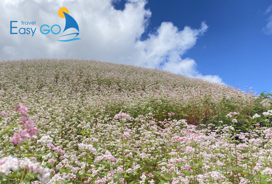 Tour Du Lịch Hà Giang Mùa Hoa Tam Giác Mạch 4 Ngày 3 Đêm