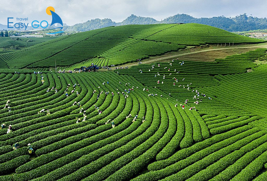 Tour Du Lịch Mộc Châu - Sơn La 2 Ngày 1 Đêm Từ Hà Nội