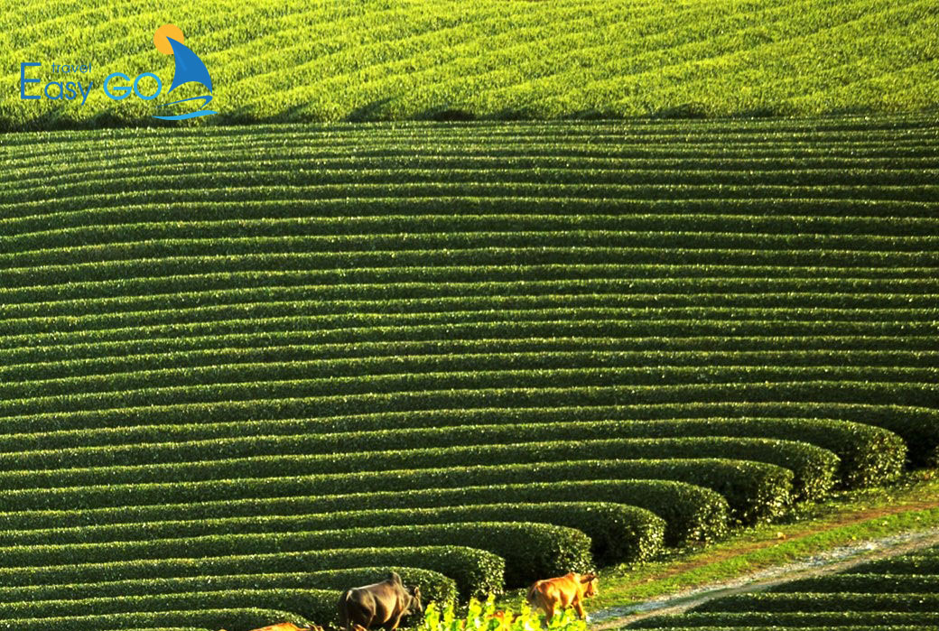 Tour Du Lịch Mộc Châu - Sơn La 2 Ngày 1 Đêm Từ Hà Nội